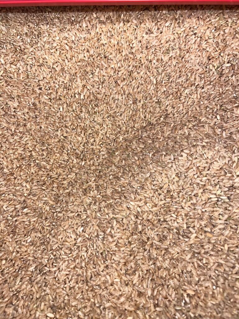 Brown Rice grains