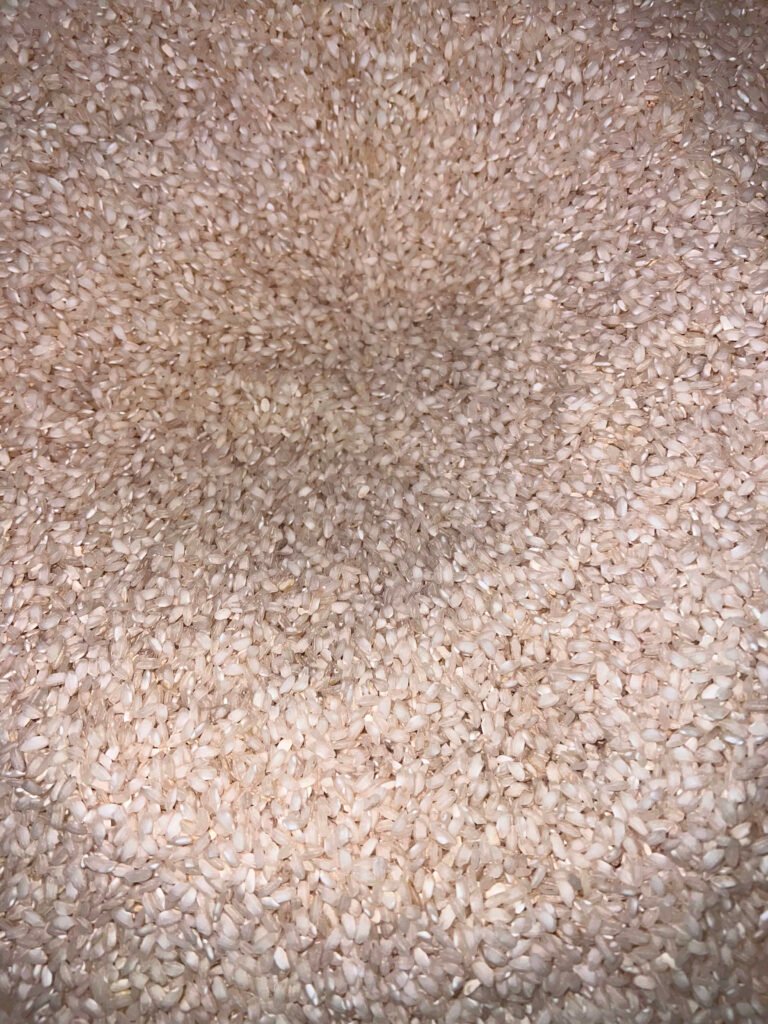 short grain rice grains